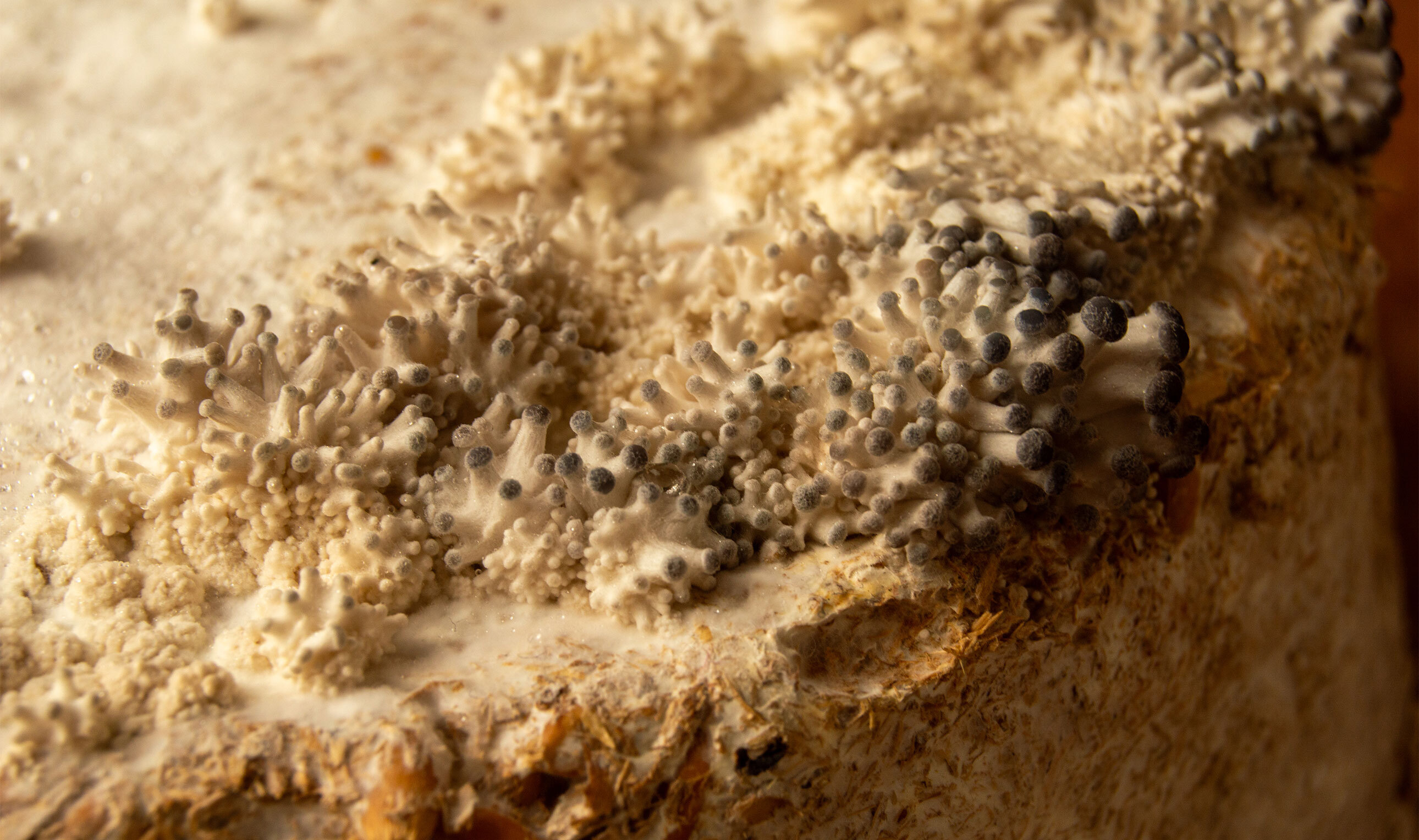 Fruiting Futures