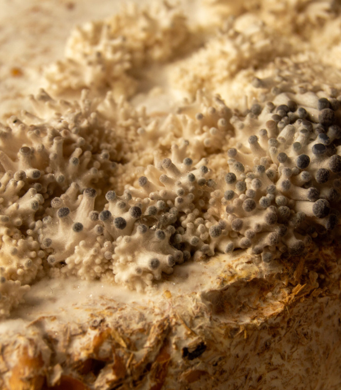 Fruiting Futures